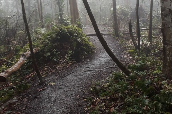 The Kittitian Rainforest Adventure (with Snacks) - Health and Safety Considerations