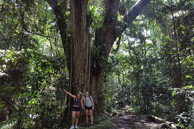 The Kittitian Rainforest Adventure (with Snacks) - Booking and Pricing