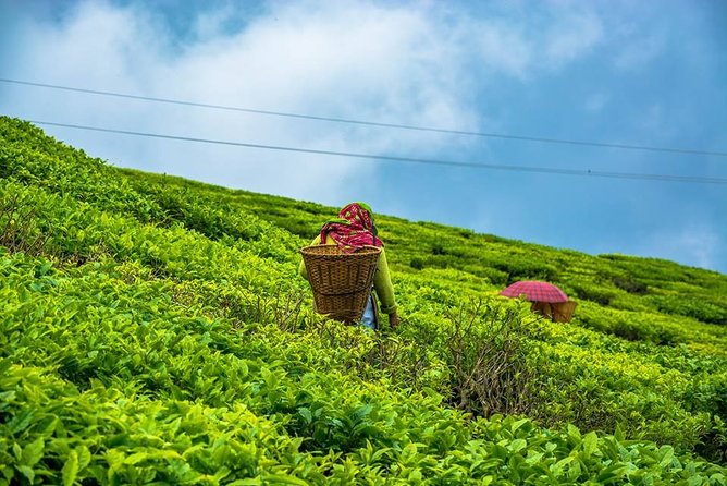 The Land Mark Tour (Nautical Day Darjeeling to Mirik Crusade) - Key Points