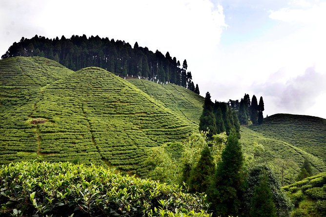 The Land Mark Tour (Nautical Day Darjeeling to Mirik Crusade) - Tour Inclusions and Logistics