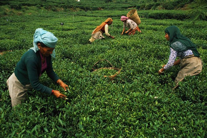 The Last Kingdom Private Day Tour in Kandy - Tea Plantation and Factory