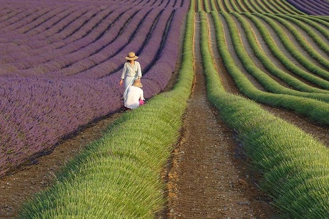 The Lavender Country - Private Tour With a Local Guide - Quick Points