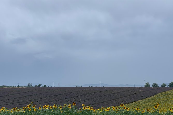The Lavender Tour From Marseille or Aix En Provence - Flexible and Personal Tour Experience