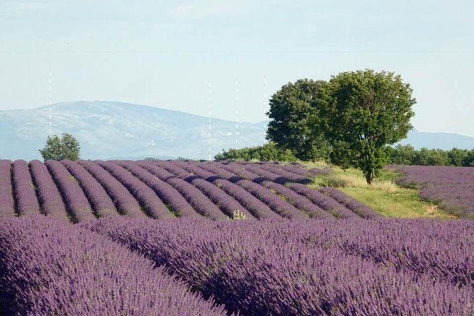 The Lavender Tour From Marseille or Aix En Provence - Culinary Delights on the Tour