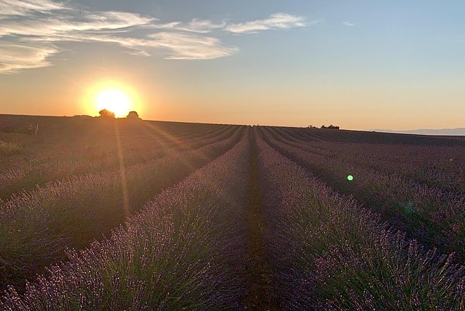 The Lavender Tour From Marseille or Aix En Provence - Traveler Reviews and Ratings