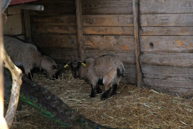 The Limestone Heritage Park and Gardens (Entry Ticket) - Frequently Asked Questions