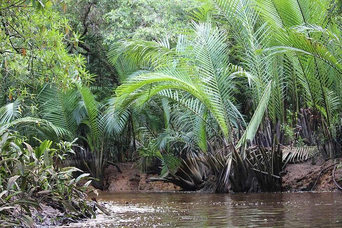 The Little Amazon and Sri Phang Nga Waterfall Full Day Tour From Khao Lak - Reviews and Feedback
