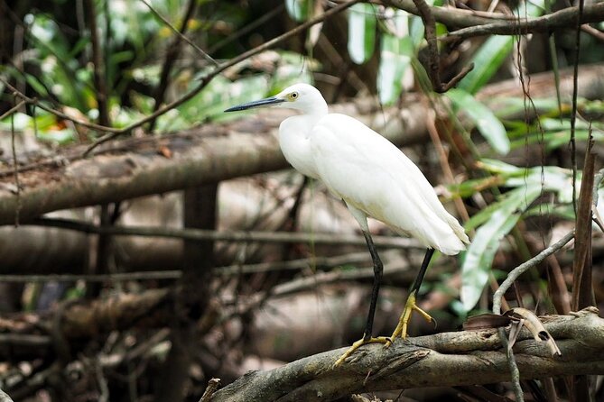 The Little Amazon and Sri Phang Nga Waterfall Full Day Tour From Khao Lak - Exploring the Little Amazon