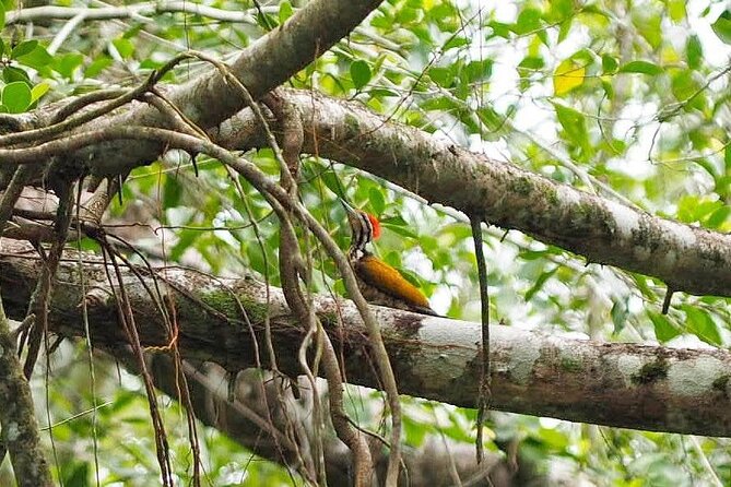 The Little Amazon and Sri Phang Nga Waterfall Full Day Tour From Khao Lak - Discovering Sri Phang Nga Waterfall