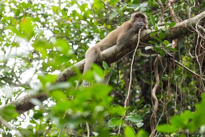 The Little Amazon and Sri Phang Nga Waterfall Full Day Tour From Khao Lak - What to Expect on the Tour