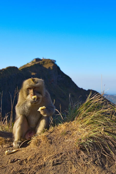The Magic of Kintamani Sunrise Trek - Inclusions and Exclusions