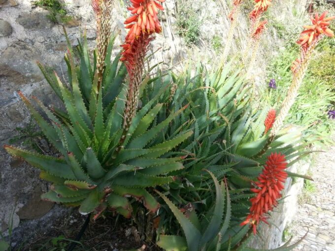 The Magic of the French Riviera: Full-Day Guided Tour - Frequently Asked Questions