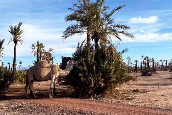 The Majorelle Garden With Ticket and the Palm Grove on Camelback - Customer Feedback and Ratings