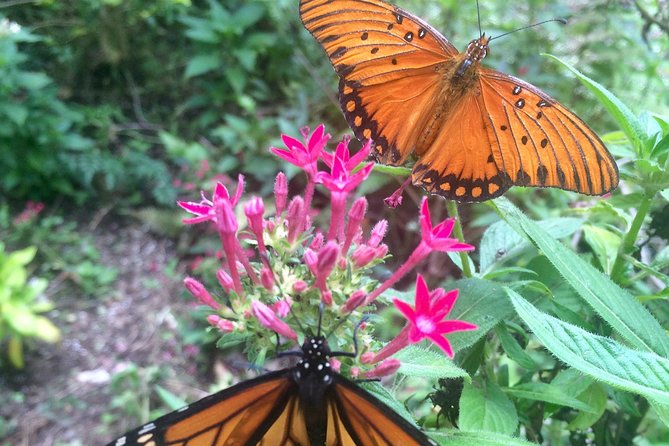 The Maui Butterfly Farm Tour! - Feeding Butterflies in the Lighthouse