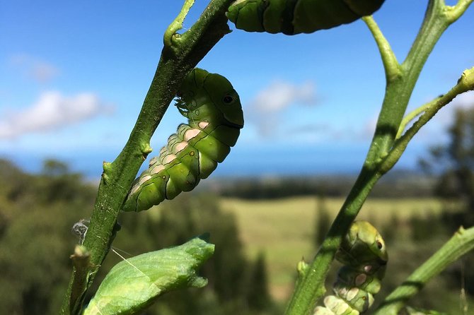 The Maui Butterfly Farm Tour! - Meeting Point and Pickup Location