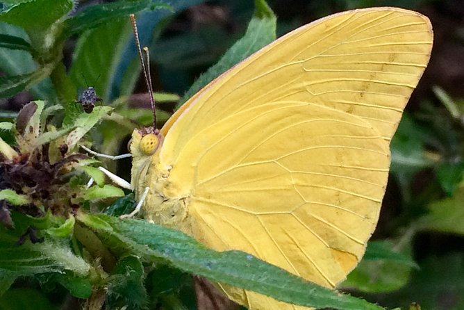 The Maui Butterfly Farm Tour! - Confirmation and Accessibility Information