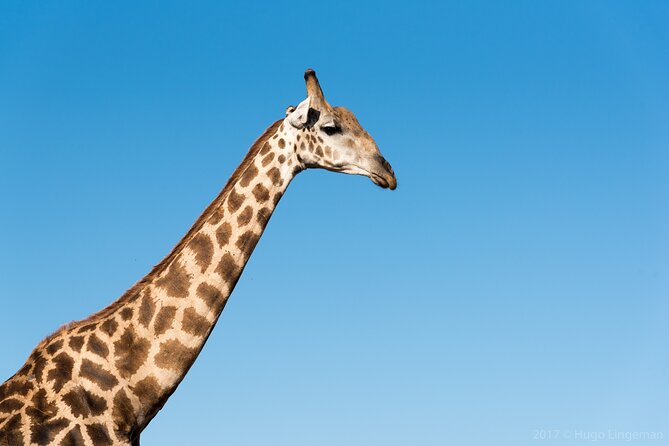 The Mosi Oa Tunya National Park Game Drive - Hotel Transfers and Accessibility