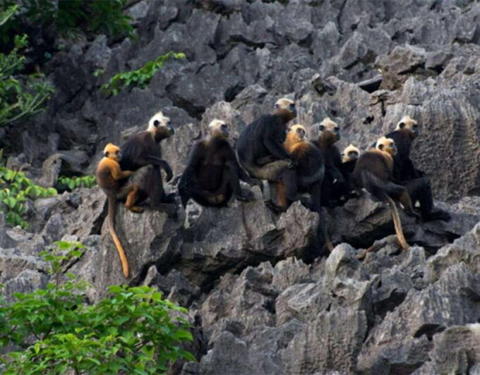 The Most Luxury Day Cruise Explore the Beauty of Lan Ha Bay - Since You Asked