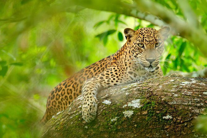 The Most popular Personalized round Tour In Sri Lanka-Day Charged - Final Thoughts