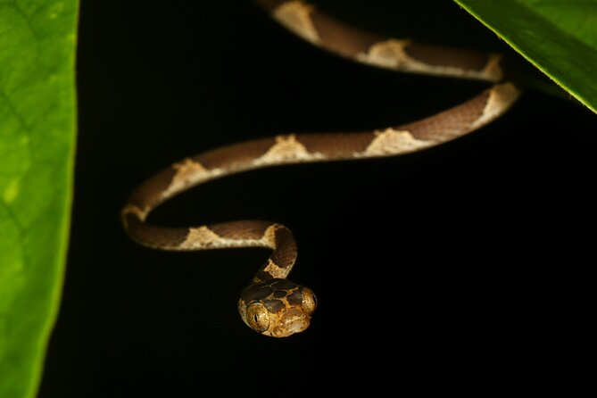 The Night Tour With Tracie the Bug Lady - Nocturnal Wildlife Exploration