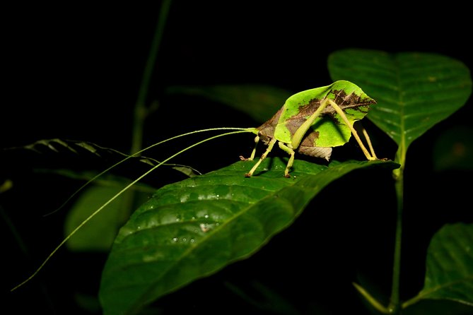 The Night Tour With Tracie the Bug Lady - Guest Feedback