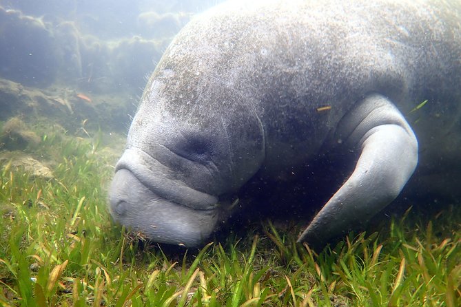 The OG Manatee Snorkel Tour With In-Water Guide/Photographer - Tour Inclusions and Gear