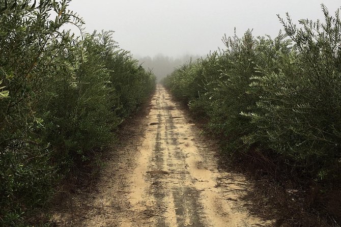 The Olive Grove Tour - Experience Details