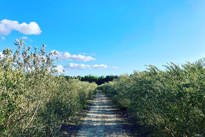 The Olive Grove Tour - Booking Information