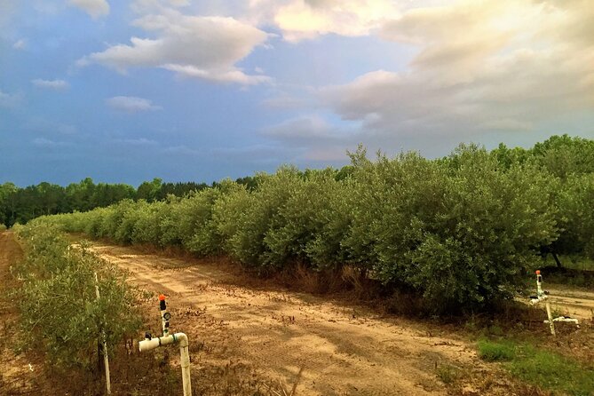 The Olive Grove Tour - Review Summary