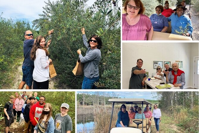 The Olive Grove Tour - Olive Oil Tasting Process