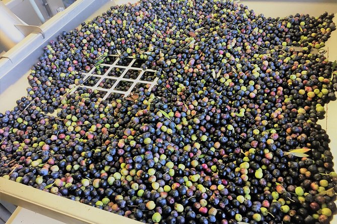 The Olive Grove Tour - Local Culinary Experiences