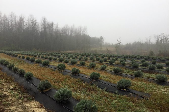 The Olive Grove Tour - Experience Details