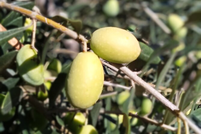 The Olive Oil Experience @ Lefkada Micro Farm - Meeting Point and Transportation