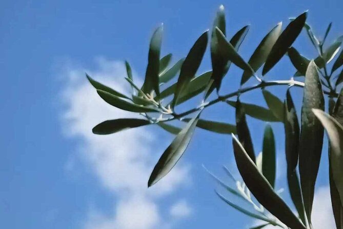The Olive Oil Experience @ Lefkada Micro Farm - Accessibility and Accommodations