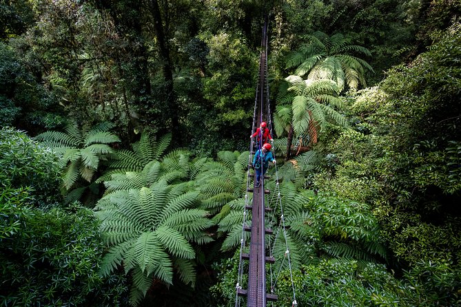 The Original Canopy Zipline Experience Private Tour From Auckland - Key Points
