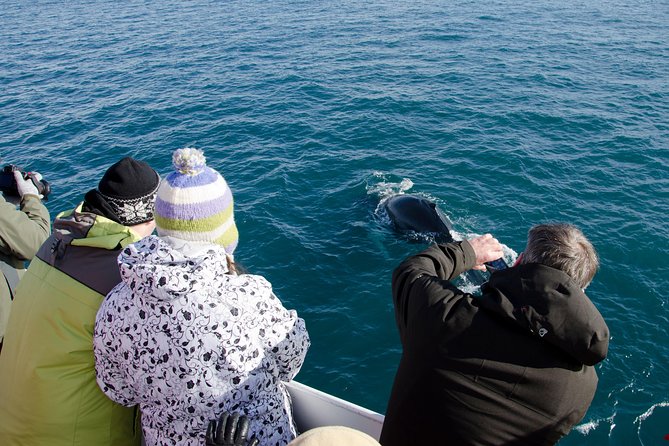 The Original Classic Whale Watching From Reykjavik - Meeting and Pickup