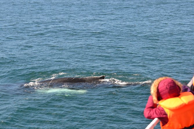 The Original Classic Whale Watching From Reykjavik - Additional Information