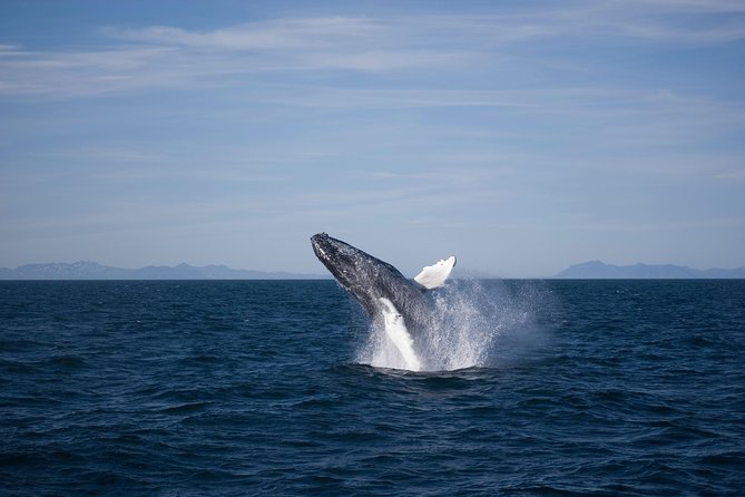 The Original Classic Whale Watching From Reykjavik - Preparing for the Tour