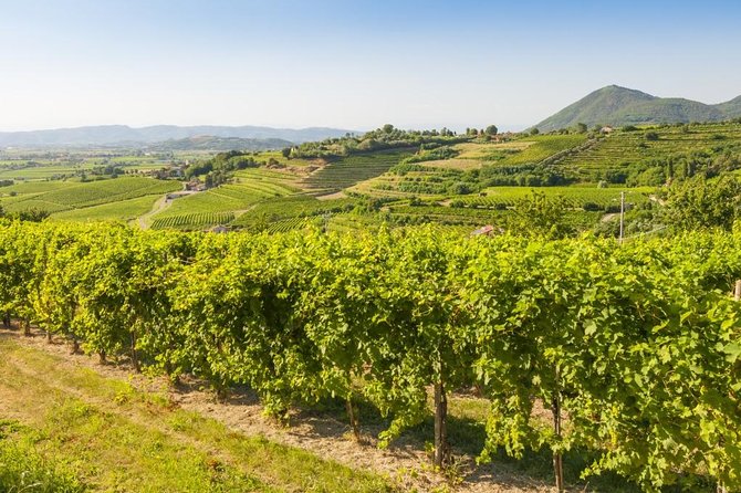 The Original Private Prosecco Tour All Inclusive From Conegliano - Accessibility and Recommendations