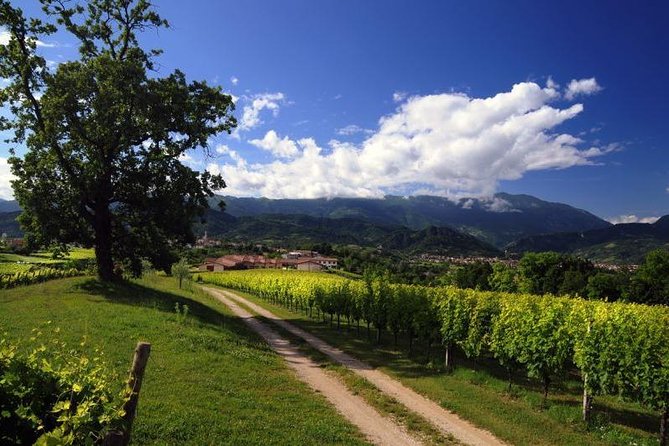 The Original Private Prosecco Tour All Inclusive From Conegliano - Customer Reviews and Feedback