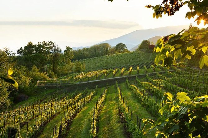 The Original Private Prosecco Tour All Inclusive From Conegliano - Prosecco Production Techniques