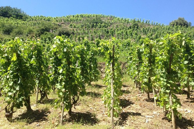 The Original Syrah Wine Tour (9:00 Am - 1:30 Pm) - Small Group Tours From Lyon - Meeting Information