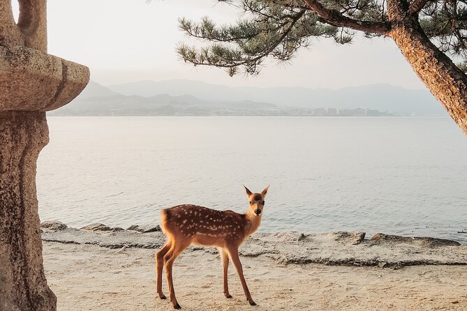 The Peace Memorial to Miyajima : Icons of Peace and Beauty - Meeting and Drop-off Points