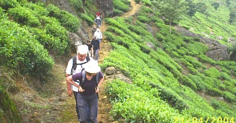 The Pekoe Trail, Stage 12, Trekking Fm Udaweriya To Haputale - Taking in Natures Therapeutic Benefits