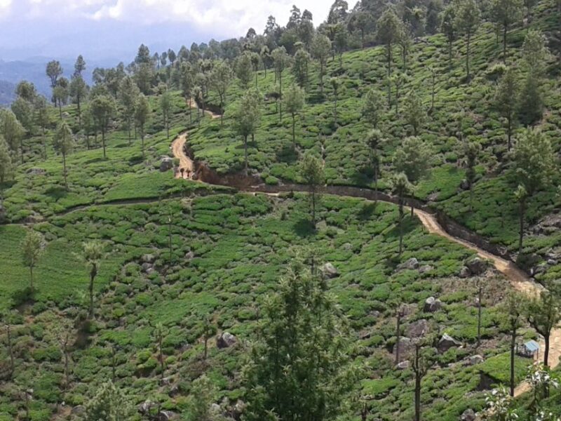 The Pekoe Trail, Stage 14,St. Catherine To Makulella - Highlights and Scenic Attractions