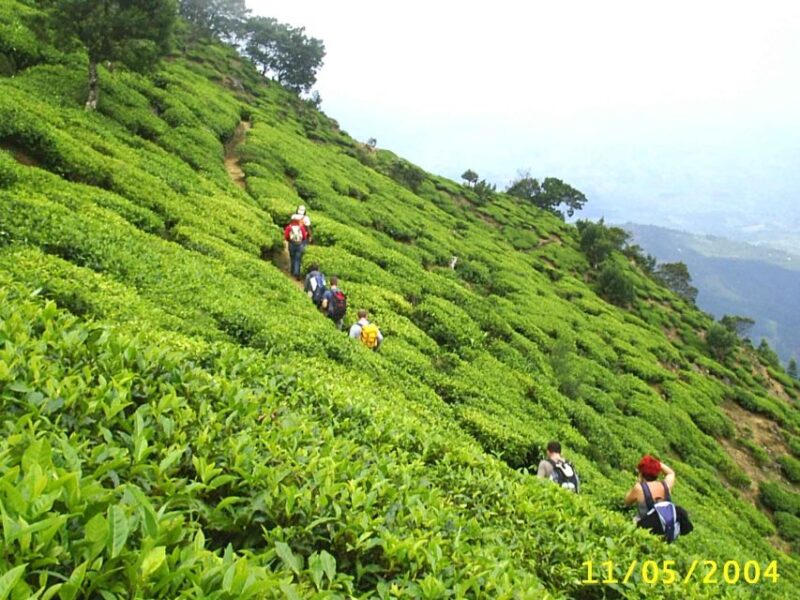 The Pekoe Trail, Stage 14,St. Catherine To Makulella - Trekking Experience and Challenges