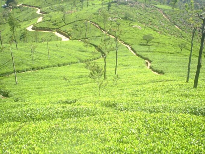 The Pekoe Trail, Stage 14,St. Catherine To Makulella - Recommendations and Suggestions