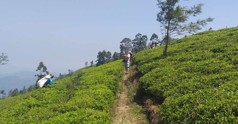 The Pekoe Trail, Stage 16, Trekking From Ella to Demodera - Booking and Cancellation