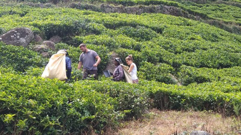 The Pekoe Trail, Stage 16, Trekking From Ella to Demodera - Trekking Experience Details