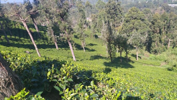 The Pekoe Trail, Stage 16, Trekking From Ella to Demodera - Demodara Tea Plantation Walk